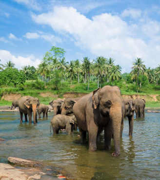 DAL 20 AL 29 DICEMBRE 2018 | SRI LANKA