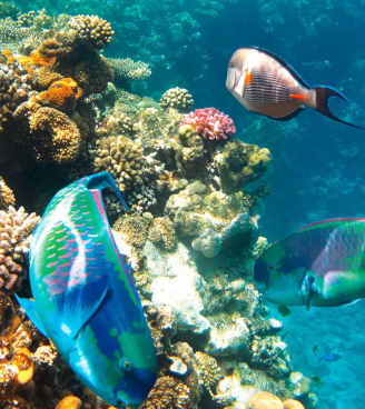 DAL 12 AL 20 GENNAIO 2019 | SHARM EL SHEIKH