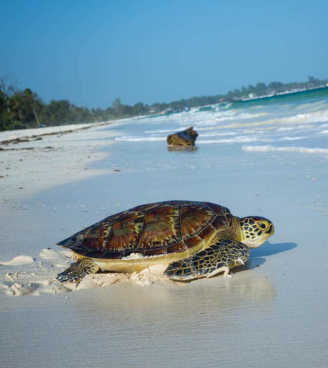 DAL 2 AL 9 GENNAIO 2023 | WATAMU